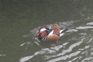 Frans 03 Mandarijneend